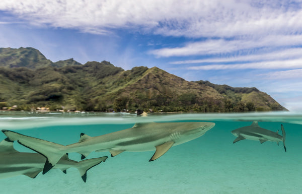 Blacktip Lagoon