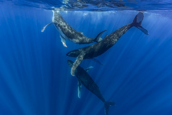 Ballet of Giants