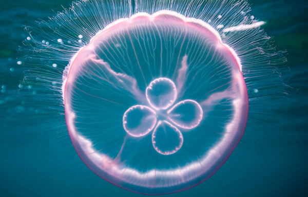 The Moon Jellyfish