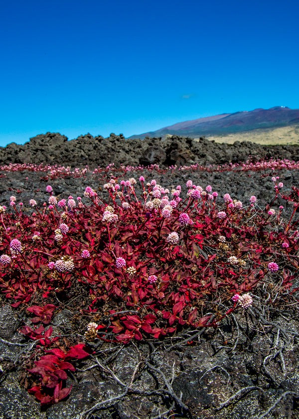 Lava Flowers