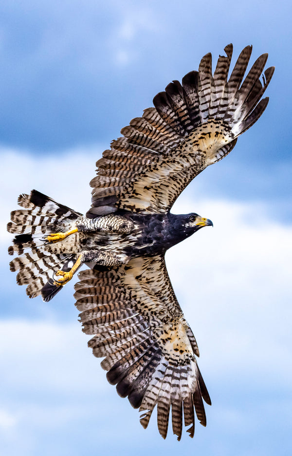 Bird of Prey