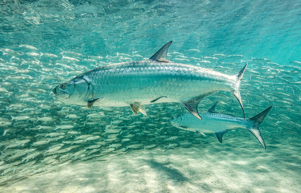 Tarpon Tango