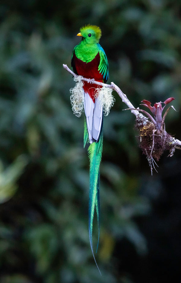 The Elusive Quetzal