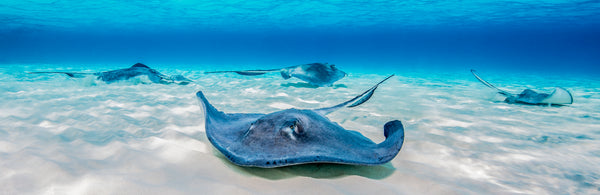 Stingray City