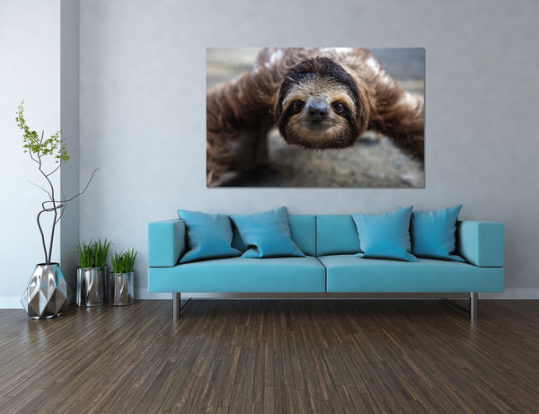 Sloth Crossing